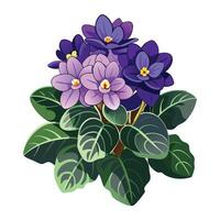 Vibrant African Violet Plant with Brightly Colored Flowers and Leaves in a Natural Setting vector