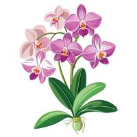Vibrant Orchid Plant with Brightly Colored Flowers and Leaves in a Natural Setting Isollated on a White Background vector