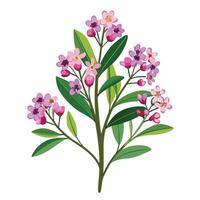 Beautiful Waxflower Plant with Delicate Flowers and Leaves vector