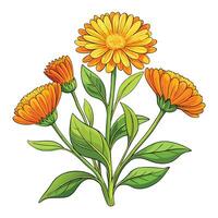 Vibrant Calendula Plant with Delicate Flowers and Leaves in a Natural Setting vector