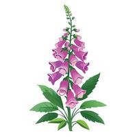Beautiful Foxglove Plant with Tall Stems and Flowers Isollated on a White Background vector