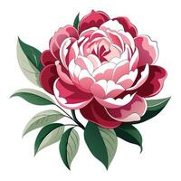 Vibrant Peony Plant with Brightly Colored Flowers and Leaves in a Natural Setting vector
