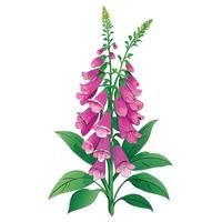 Vibrant Foxglove Plant with Brightly Colored Flowers and Leaves in a Natural Setting Isollated on a White Background vector
