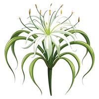 Spider Lily with Pink Petals and Green Leaves in a Garden Setting vector