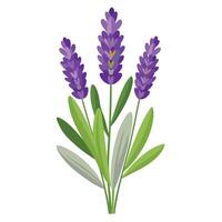 Lavender Plant with Pink Flowers and Green Leaves in a Garden Setting Isollated on a White Background vector