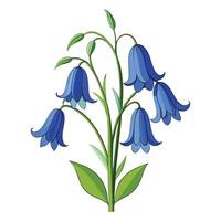Bluebell Plant with Pink Flowers and Green Leaves in a Garden Setting vector