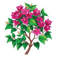 Bougainvillea Plant with Purple Flowers and Green Leaves in a Garden Setting Isollated on a White Background vector