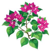 Bougainvillea Plant with Yellow Flowers and Green Leaves in a Garden Setting Isollated on a White Background vector