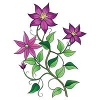 Clematis Vine with Pink Flowers and Green Leaves in a Garden Setting vector