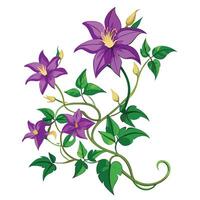 Detailed Illustration of a Clematis Vine with White Petals and Long Stems vector