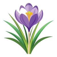 Crocus Flower with Pink Petals and Green Leaves in a Garden Setting Isollated on a White Background vector