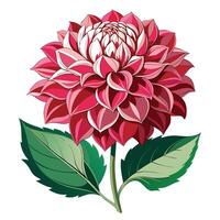 Detailed Illustration of a Dahlia Plant with White Petals and Long Stems Isollated on a White Background vector