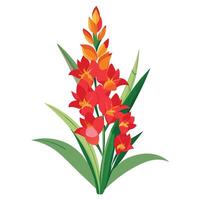 Gladiolus Plant with Pink Flowers and Green Leaves in a Garden Setting Isollated on a White Background vector