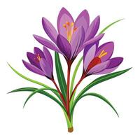 Vibrant Saffron Crocus Plant with Brightly Colored Flowers and Leaves in a Natural Setting vector