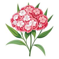 Vibrant Sweet William Flower with Brightly Colored Flowers and Leaves in a Natural Setting vector