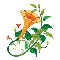 Botanical Depiction of a Trumpet Vine in Full Bloom with Green Leaves and Stems Isollated on a White Background vector