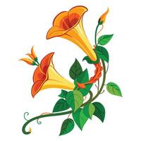 Vibrant Trumpet Vine with Brightly Colored Flowers and Leaves in a Natural Setting Isollated on a White Background vector