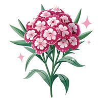 Intricate Details of a Sweet William Flower in a Natural Setting with Wildflowers and Butterflies vector