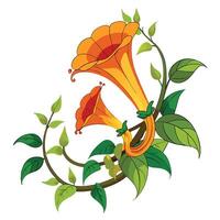 Beautiful Trumpet Vine with Large Flowers and Leaves Isollated on a White Background vector