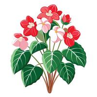 Botanical Illustration of a Begonia Plant in Full Bloom with Green Leaves and Stems Isollated on a White Background vector