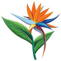 Vibrant Bird of Paradise Flower with Brightly Colored Flowers and Leaves in a Natural Setting vector