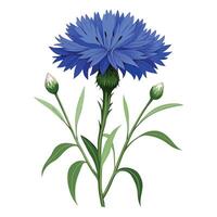 Beautiful Cornflower Plant with Delicate Flowers and Leaves vector