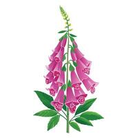 Beautiful Foxglove Plant with Tall Stems and Flowers Isollated on White Background vector