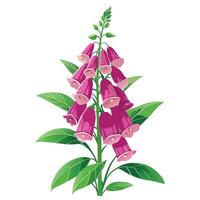 Intricate Details of a Foxglove Plant in a Natural Setting with Wildflowers and Butterflies Isollated on White Background vector