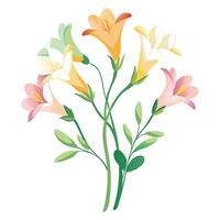 Botanical Illustration of a Freesia Plant in Full Bloom with Green Leaves and Stems Isollated on White Background vector