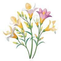 Beautiful Freesia Plant with Delicate Flowers and Leaves Isollated on White Background vector
