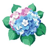 Vibrant Hydrangea Plant with Brightly Colored Flowers and Leaves in a Natural Setting Isollated on White Background vector