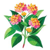 Detailed Illustration of a Lantana Plant with White Petals and Long Stems Isollated on White Background vector