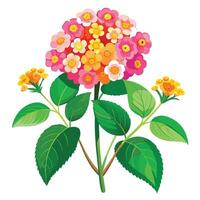 Lantana Plant with Pink Flowers and Green Leaves in a Garden Setting Isollated on White Background vector