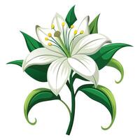 Detailed Illustration of a Passion Lily with White Petals and Long Stems vector
