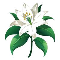 Passion Lily with Pink Petals and Green Leaves in a Garden Setting vector