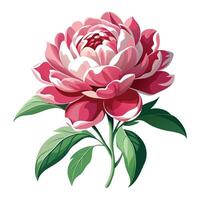 Peony Plant with Purple Flowers and Green Leaves in a Garden Setting Isollated on White Background vector
