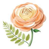 Vibrant Ranunculus Plant with Brightly Colored Flowers and Leaves in a Natural Setting Isollated on White Background vector