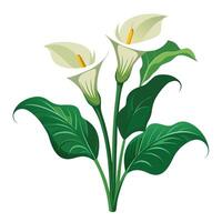Intricate Details of a Calla Lily Plant in a Natural Setting with Wildflowers and Butterflies Isollated on White Background vector