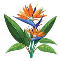 Botanical Rendering of a Bird of Paradise Plant in Full Bloom with Green Leaves and Stems Isollated on White Background vector