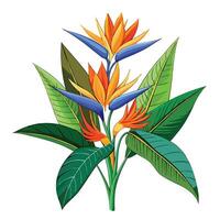 Vibrant Bird of Paradise Plant with Brightly Colored Flowers and Leaves in a Natural Setting Isollated on White Background vector