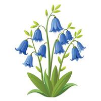 Botanical Rendering of a Bluebell Plant in Full Bloom with Green Leaves and Stems vector