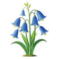 Vibrant Bluebell Plant with Delicate Flowers and Leaves in a Natural Setting vector