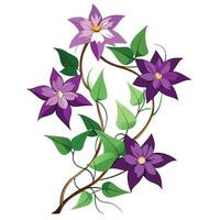 Vibrant Clematis Vine with Brightly Colored Flowers and Leaves in a Natural Setting vector