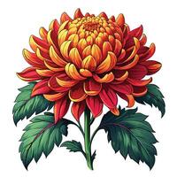 Botanical Rendering of a Chrysanthemum Plant in Full Bloom with Green Leaves and Stems vector