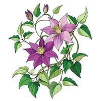 Botanical Rendering of a Clematis Vine in Full Bloom with Green Leaves and Stems vector