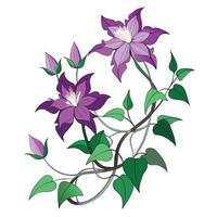 Intricate Details of a Clematis Vine in a Natural Setting with Wildflowers and Butterflies vector