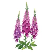 Vibrant Foxglove Plant with Brightly Colored Flowers and Leaves in a Natural Setting with a Fence vector