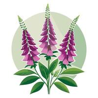 Beautiful Foxglove Plant with Tall Stems and Flowers Isollated with a White Background vector