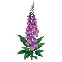 Botanical Rendering of a Foxglove Plant in Full Bloom with Green Leaves and Stems in a Natural Setting with a Garden Table and Chairs vector