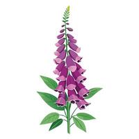 Beautiful Foxglove Plant with Tall Stems and Flowers in a Natural Setting with a Garden Path vector